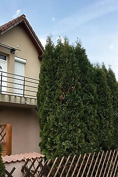Tulipán Apartman Kápolnásnyék
