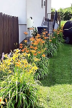Liliom Apartman Rezi
