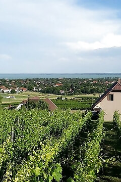 Lekics Pince és Vendégház Balatongyörök