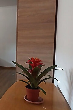 Bajai Bringás Szállás I. Baja
