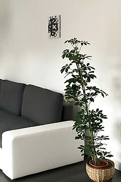 Rozmaring Apartman Pécs