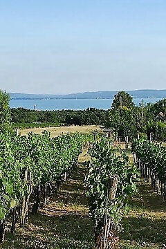 Kisház A Szőlőhegyen Balatonakali