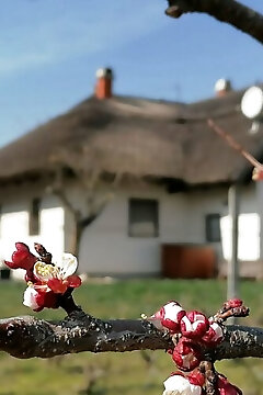 Angelic Cottage Vendégház Sukoró