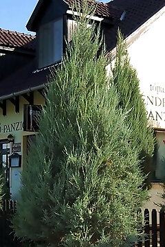 Tópart Vendéglő és Panzió Mezőberény