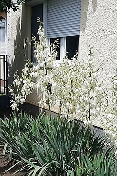 Sárga Muskátli Apartman Hajdúszoboszló